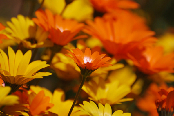 健康祈願の花言葉について・お見舞い時に喜ばれる花の種類